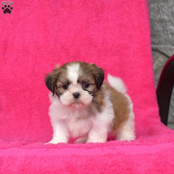 Ringo, Shih Tzu Puppy