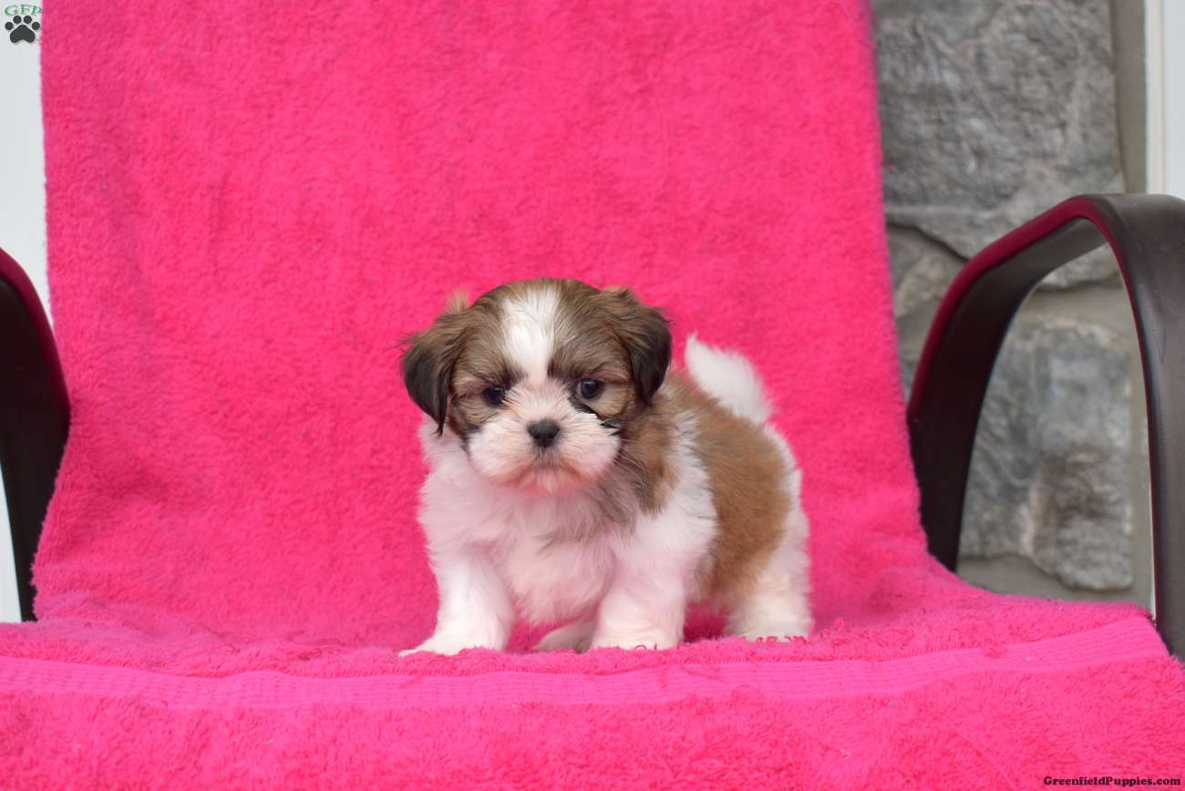 Ringo (Shih Tzu, Male) in Ronks, PA
