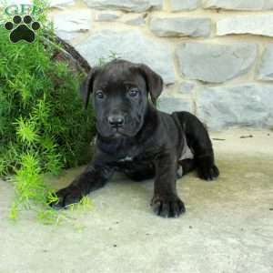 Ringo, Cane Corso Puppy