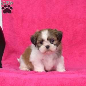 Ringo, Shih Tzu Puppy