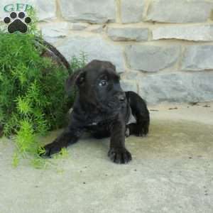 Ringo, Cane Corso Puppy