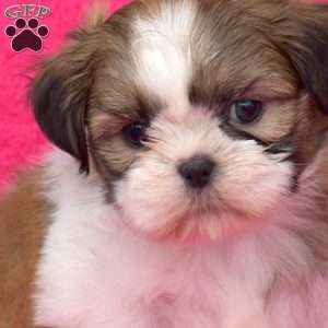 Ringo, Shih Tzu Puppy