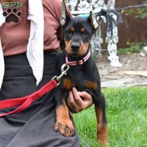 Rio, Doberman Pinscher Puppy