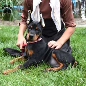 Rio, Doberman Pinscher Puppy