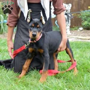 Rio, Doberman Pinscher Puppy