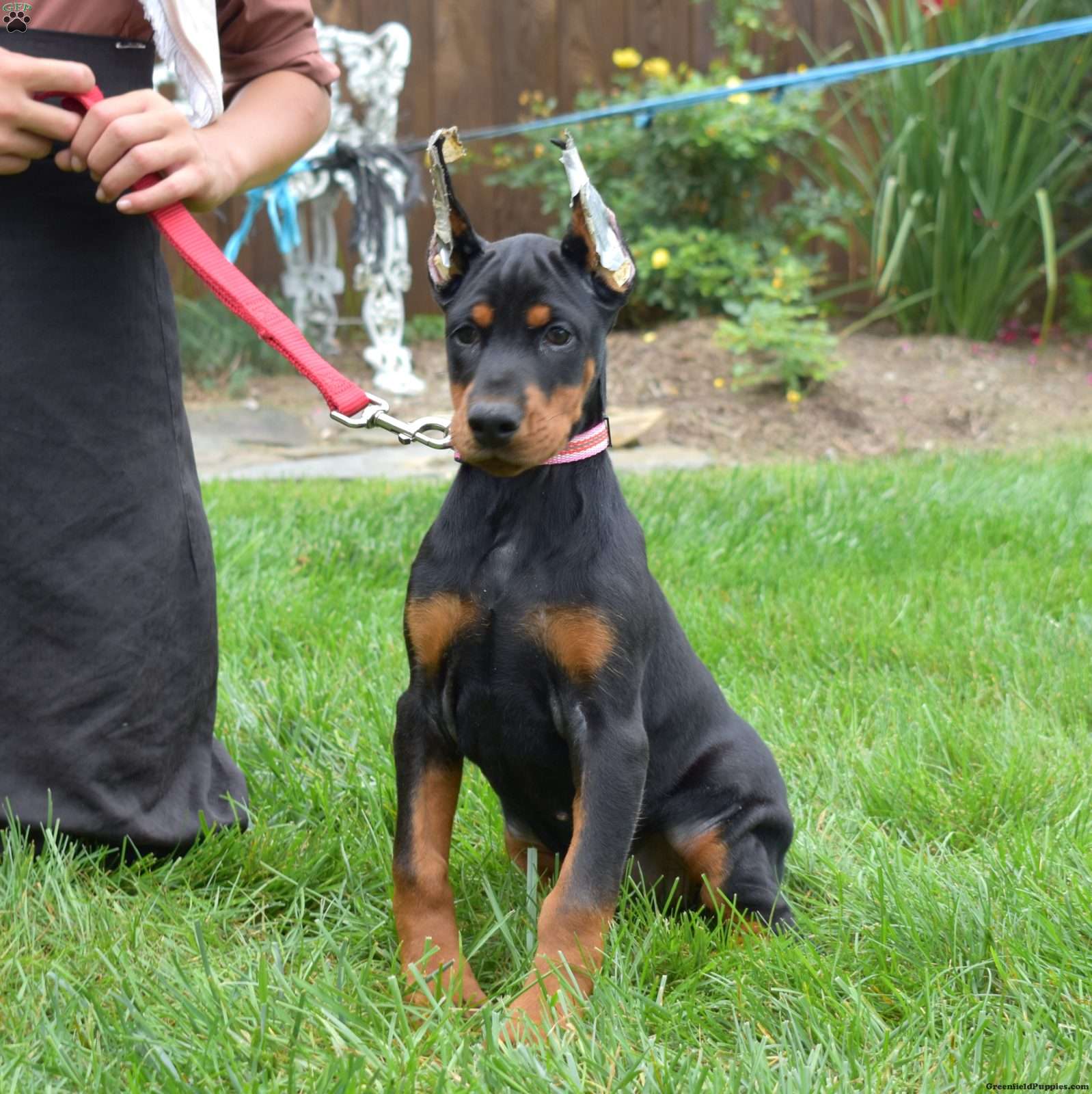 Rio (Doberman Pinscher, Female) in Ronks, PA