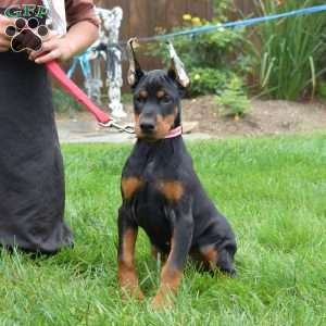 Rio, Doberman Pinscher Puppy