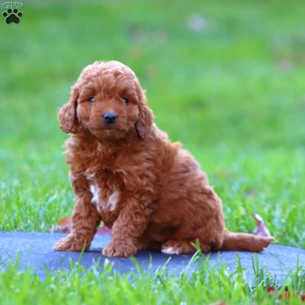 Ripple, Mini Goldendoodle Puppy