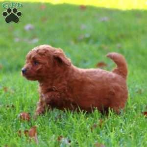 Ripple, Mini Goldendoodle Puppy