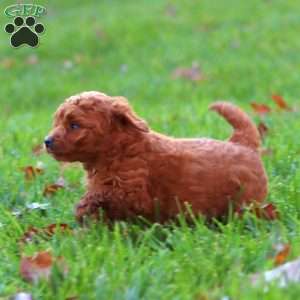 Ripple, Mini Goldendoodle Puppy