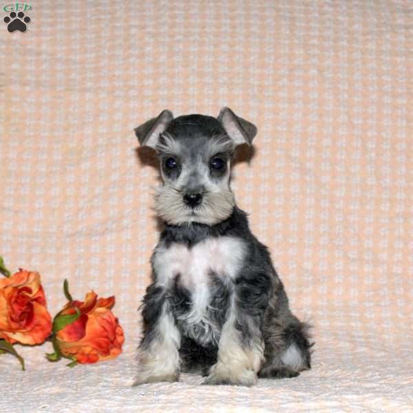 Rita, Miniature Schnauzer Puppy