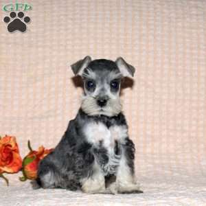 Rita, Miniature Schnauzer Puppy