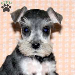 Rita, Miniature Schnauzer Puppy