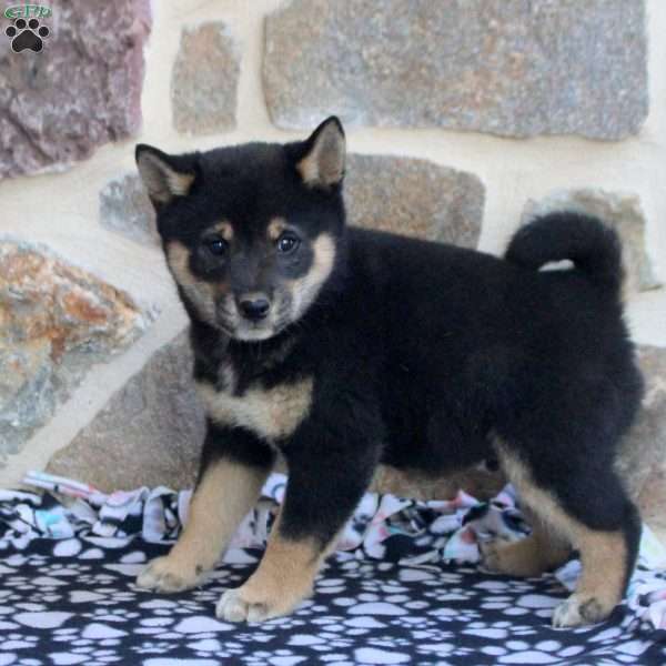 Rocket, Shiba Inu Puppy