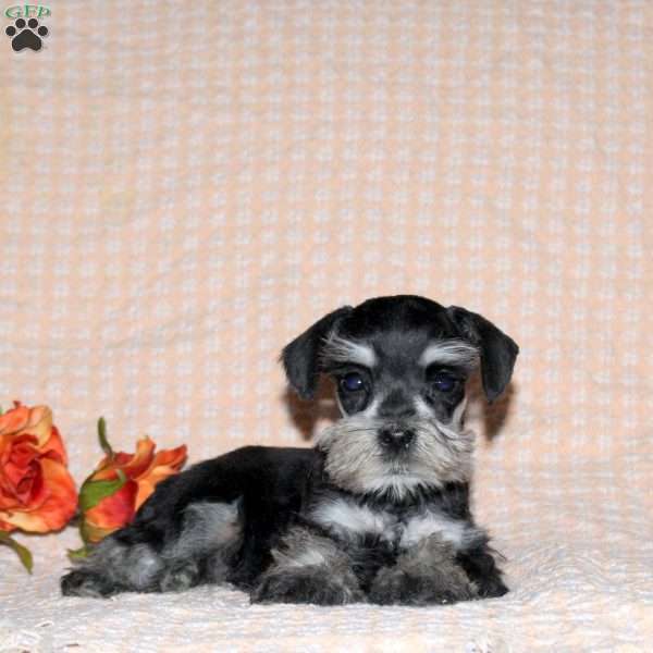 Rocket, Miniature Schnauzer Puppy