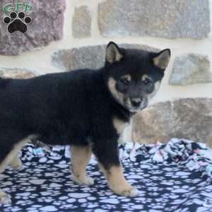 Rocket, Shiba Inu Puppy