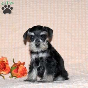 Rocket, Miniature Schnauzer Puppy