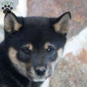 Rocket, Shiba Inu Puppy