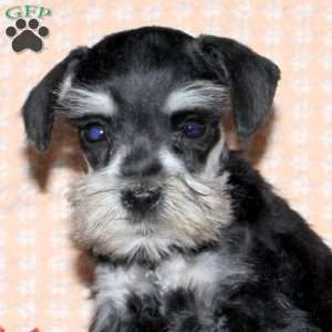 Rocket, Miniature Schnauzer Puppy