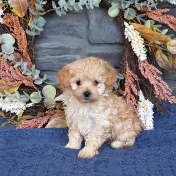 Rodeo, Maltipoo Puppy