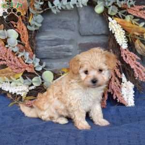 Rodeo, Maltipoo Puppy