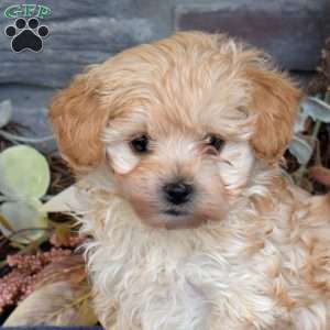 Rodeo, Maltipoo Puppy
