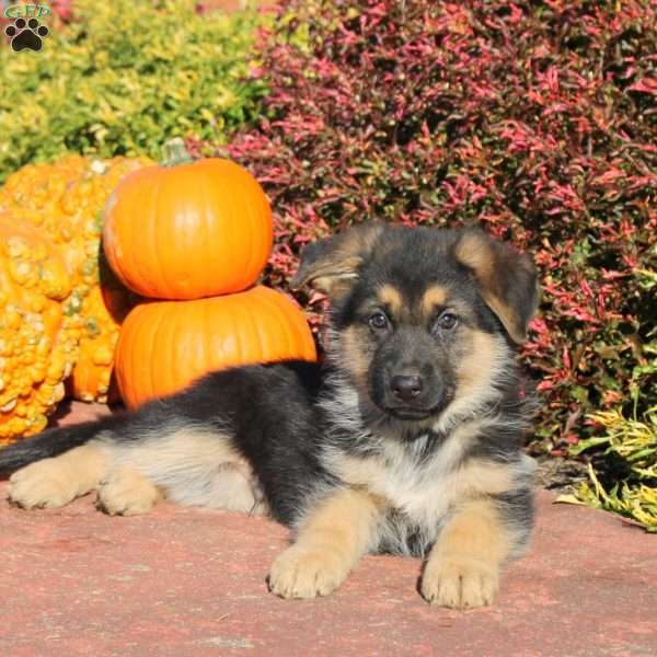 Rodger, German Shepherd Puppy