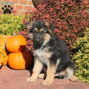 Rodger, German Shepherd Puppy