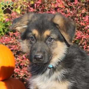 Rodger, German Shepherd Puppy