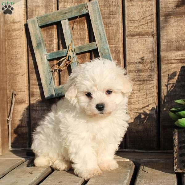 Rodney, Bichon Frise Puppy