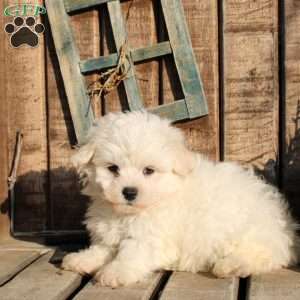 Rodney, Bichon Frise Puppy
