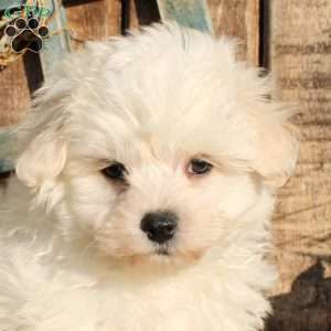 Rodney, Bichon Frise Puppy
