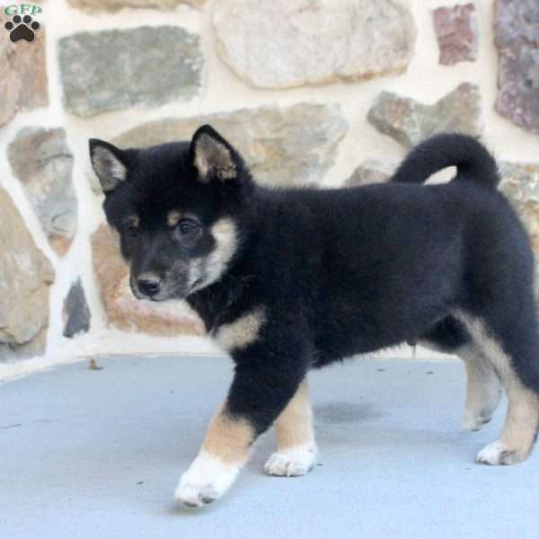 Rolo, Shiba Inu Puppy