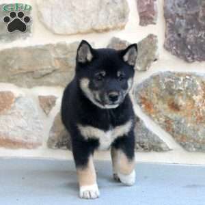 Rolo, Shiba Inu Puppy