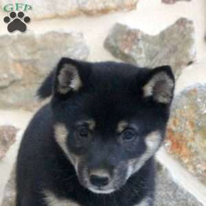 Rolo, Shiba Inu Puppy