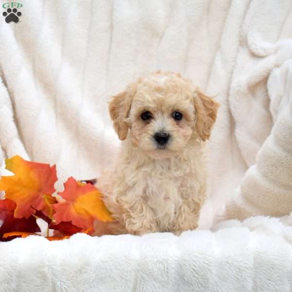 Romeo, Bich-Poo Puppy