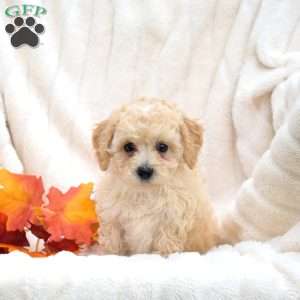 Romeo, Bich-Poo Puppy