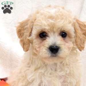 Romeo, Bich-Poo Puppy
