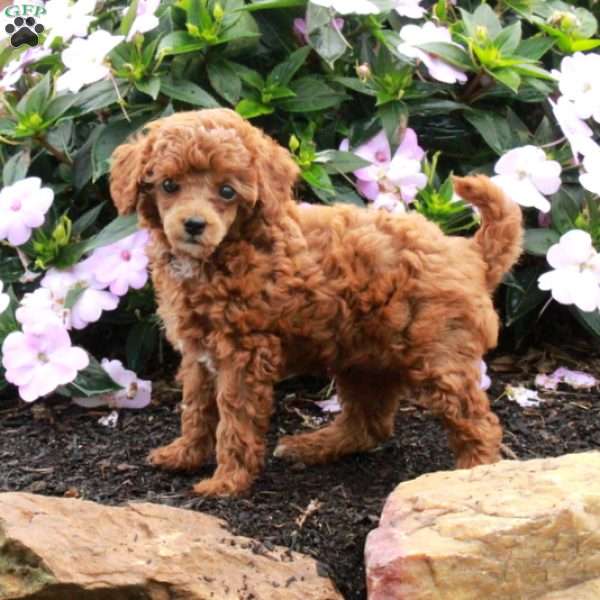 Romper, Toy Poodle Puppy