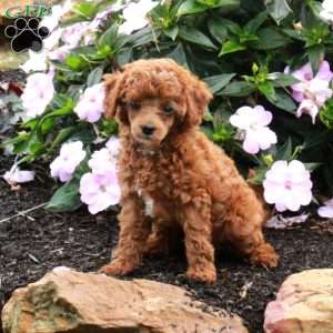 Romper, Toy Poodle Puppy