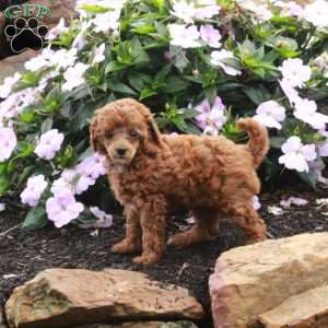 Romper, Toy Poodle Puppy