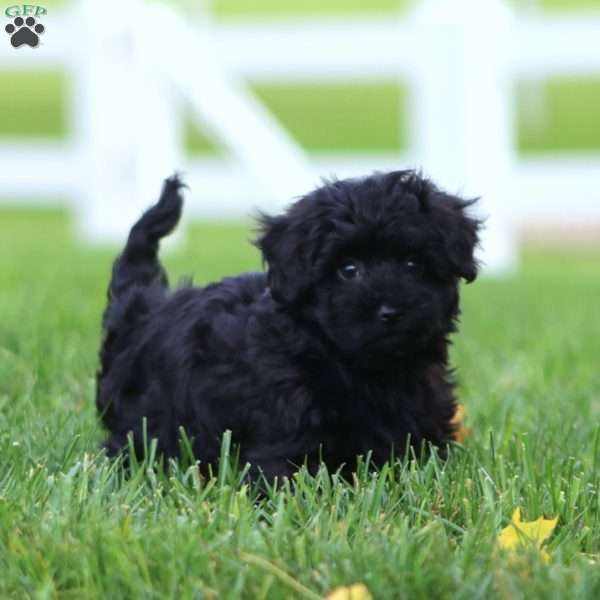 Ronald, Maltipoo Puppy