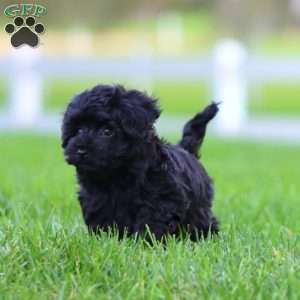 Ronald, Maltipoo Puppy