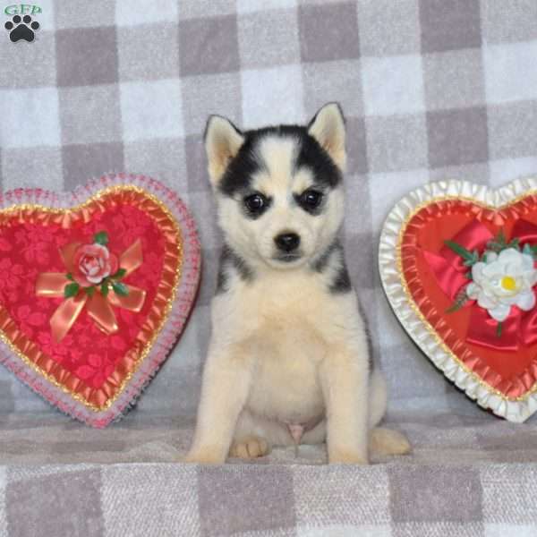 Rootbeer, Pomsky Puppy