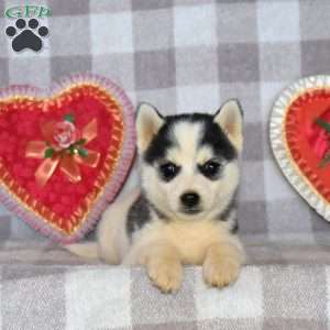 Rootbeer, Pomsky Puppy