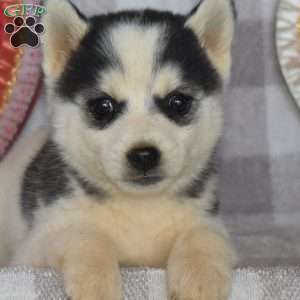 Rootbeer, Pomsky Puppy