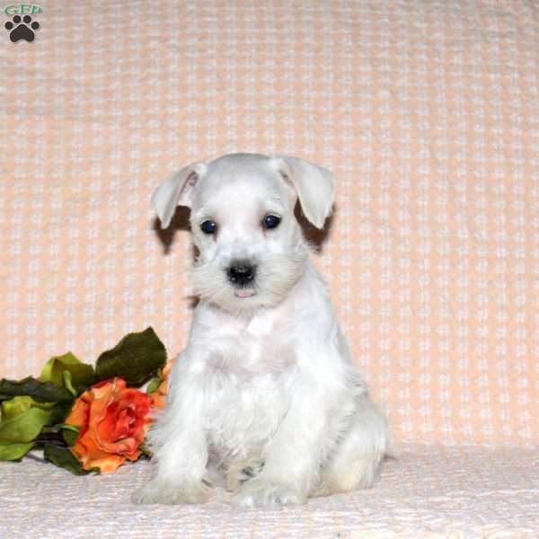 Rory, Miniature Schnauzer Puppy