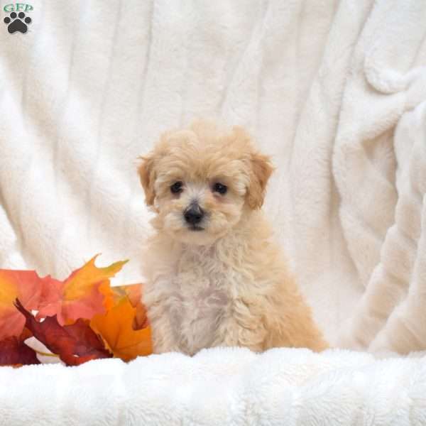 Rory, Bich-Poo Puppy