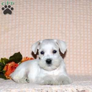 Rory, Miniature Schnauzer Puppy