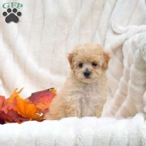 Rory, Bich-Poo Puppy